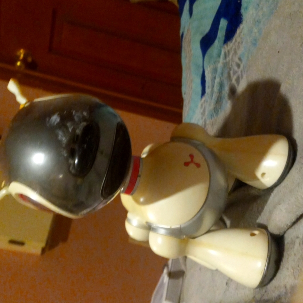 A dog toy